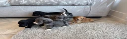 Cocker Spaniel dogs for sale: Cocker spaniel pups - Advert 18