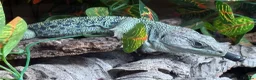 Lizard reptiles for sale: Male European Eyed Lizard / Jewled Lacerta in Petworth - Advert 4