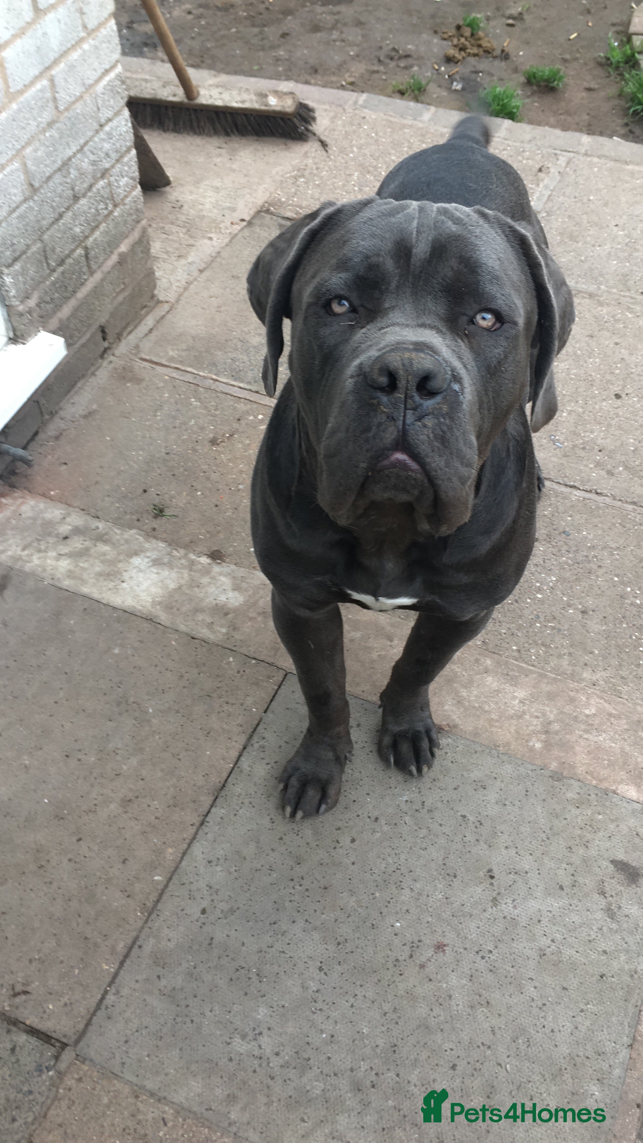 Cane Corso dogs Cane corso for sale - Advert 5