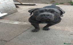 Cane Corso dogs for sale: Cane corso for sale - Image 1