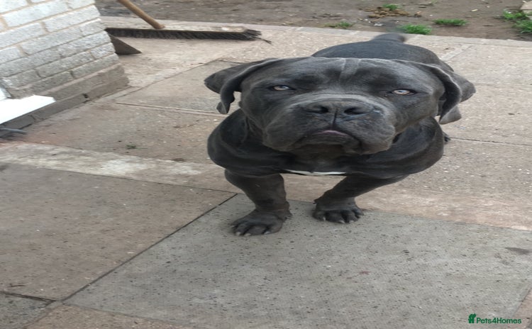 Cane Corso dogs - Advert 4