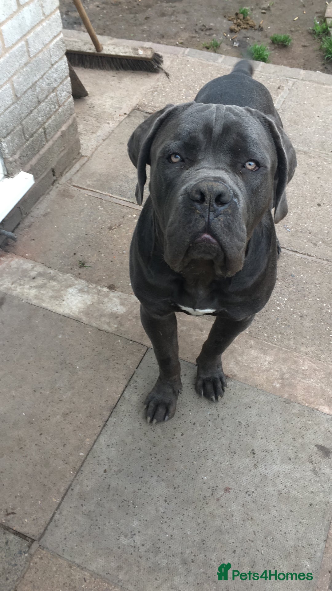 Cane Corso dogs for sale: Cane corso for sale - Image 1