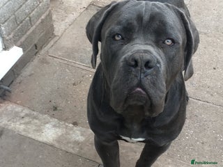 Cane Corso dogs - Advert 18