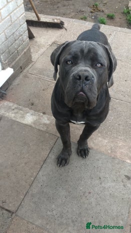 Cane Corso dogs - Advert 3