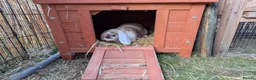 Mixed Breed rabbits for sale: Bonded rabbits - Advert 2