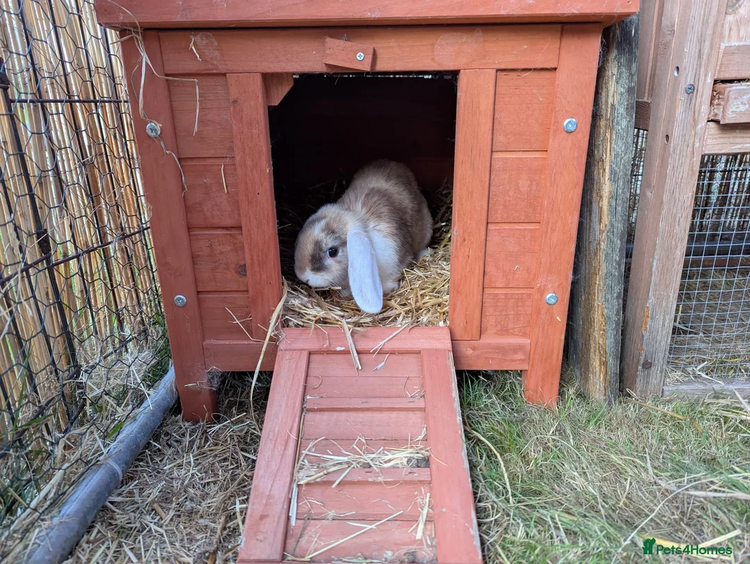 Mixed Breed rabbits for sale: Bonded rabbits - Advert 2
