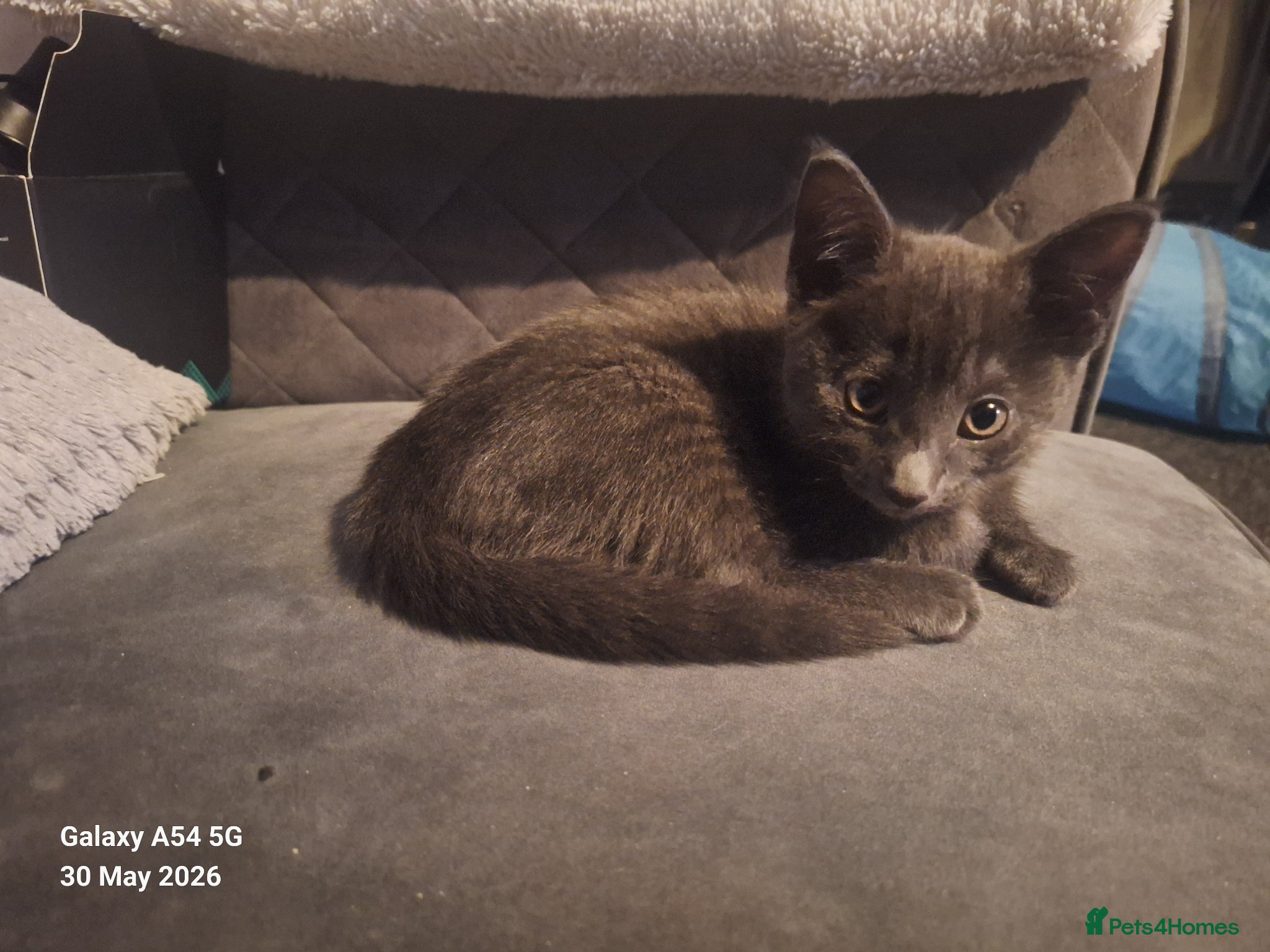 British Shorthair cats for sale: 2 lovely female kittens  - Advert 4