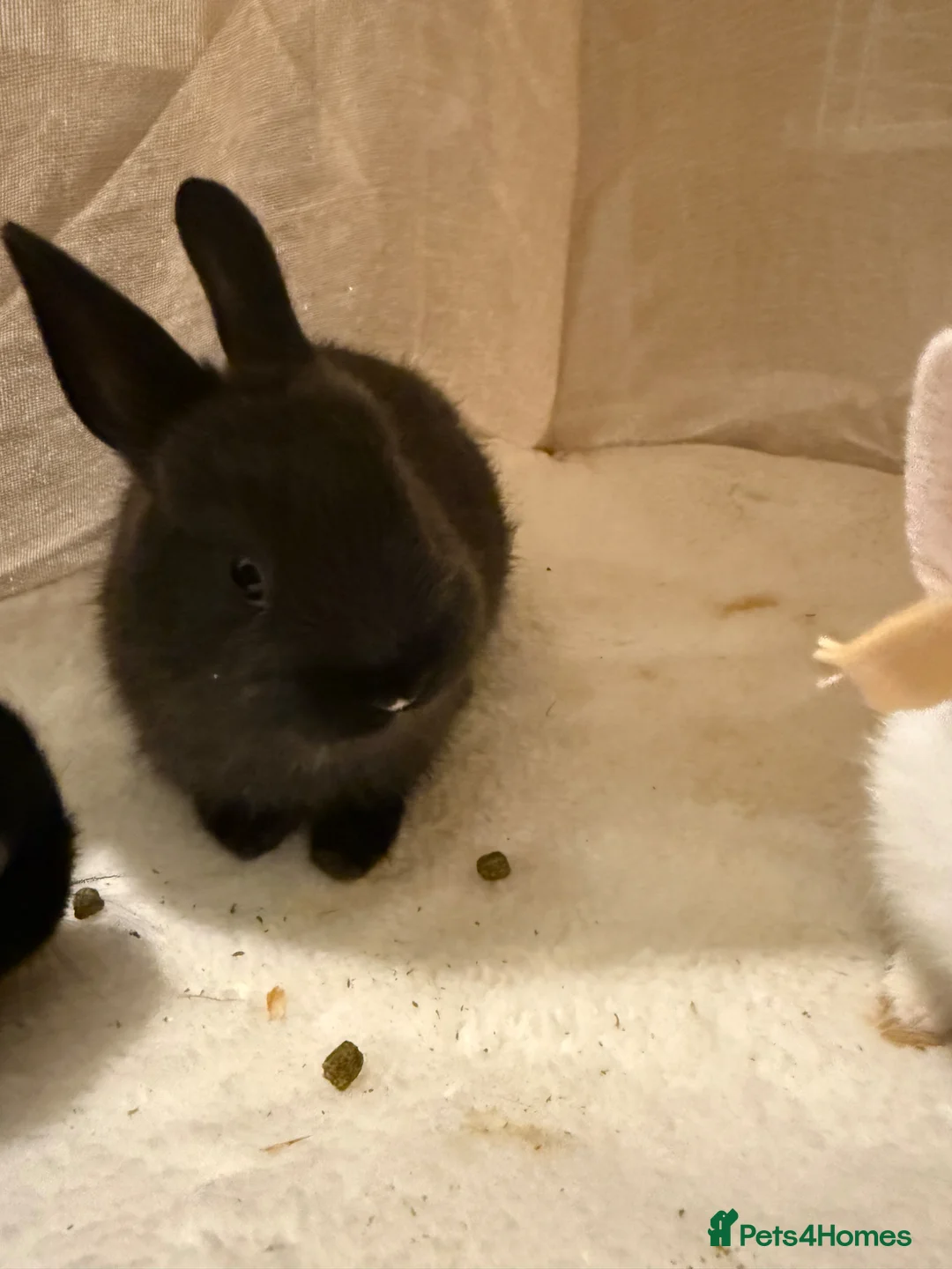Netherland Dwarf rabbits for sale: Netherend dwarf bunnies - Advert 2