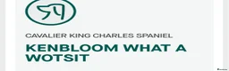 Cavalier King Charles Spaniel dogs for stud: Extensively health tested ruby STUD - Advert 18