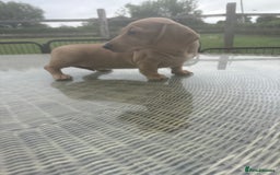 Miniature Dachshund dogs for sale: Cream miniature  - Image 2