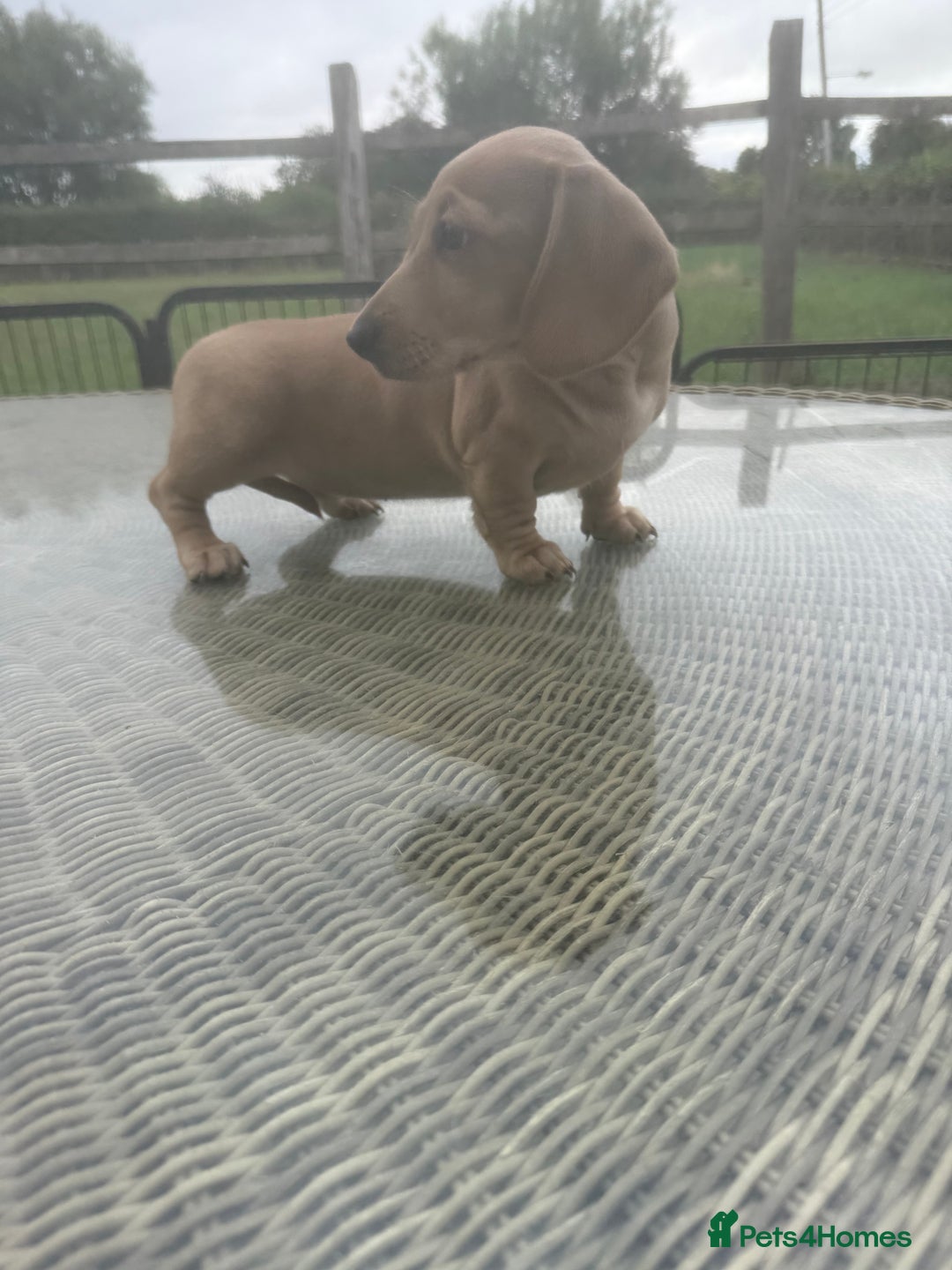 Miniature Dachshund dogs for sale: Cream miniature  - Image 2