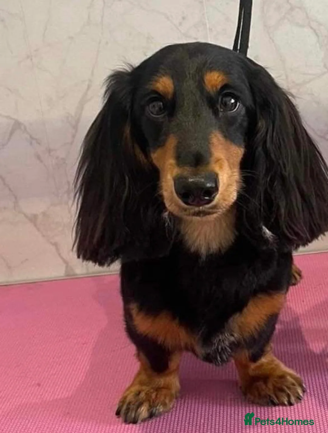 Miniature Dachshund dogs for stud: Long haired Black and Tan miniature daschund  - Advert 8