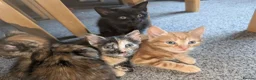 Mixed Breed cats for sale: 5 beautiful kittens in Newcastle upon Tyne - Advert 5