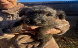 Jackapoo dogs for sale: Jackapoo Puppies for sale 🐶🐾 - Advert 9