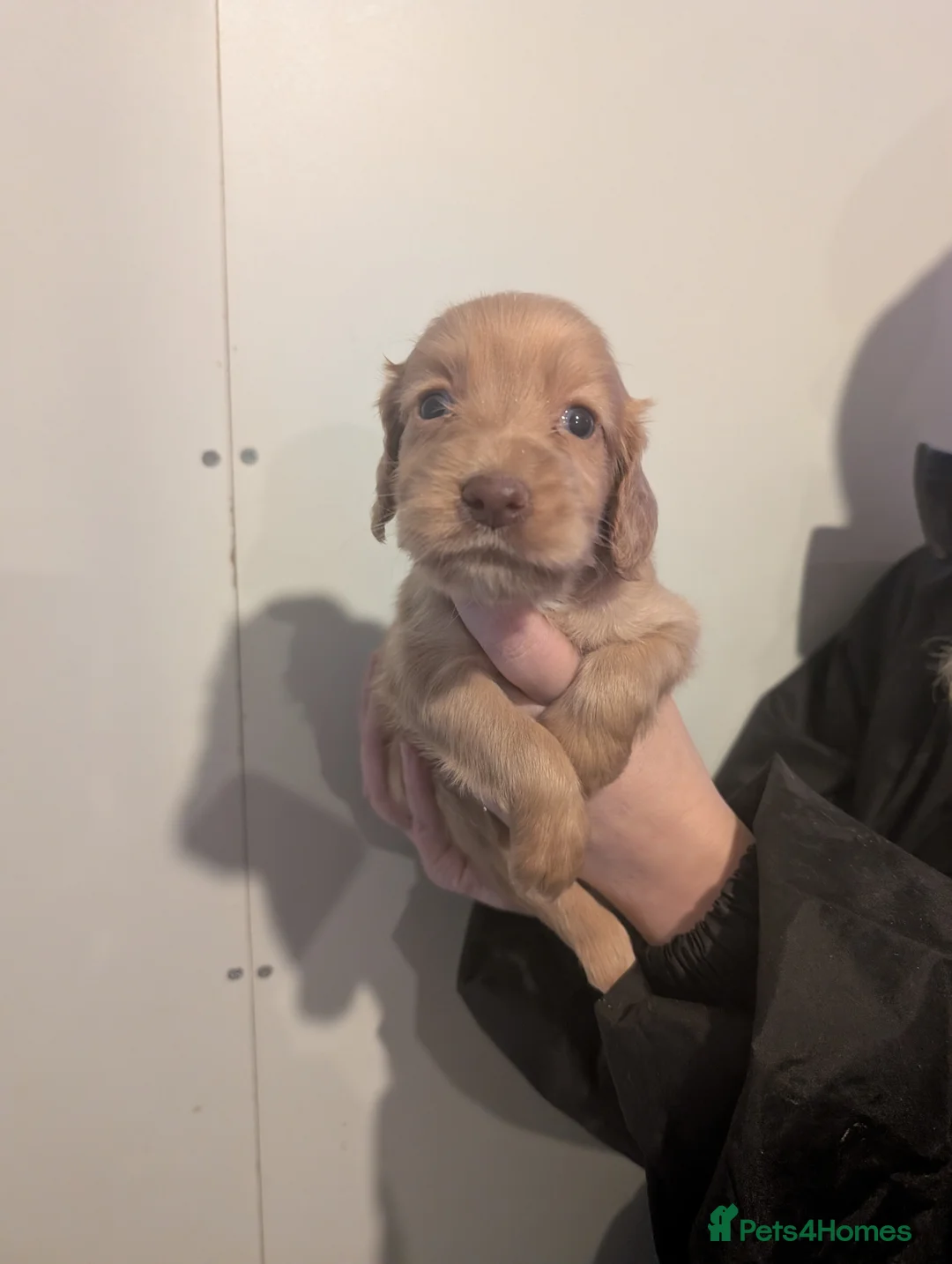 Cocker Spaniel dogs for sale: Pups from Health Tested Champion Trialling lines. - Advert 22