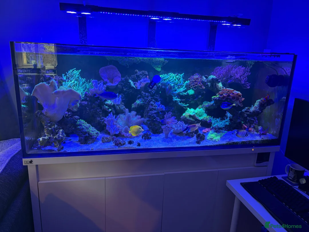 Other/Mixed Breed fish for sale: Marine  set tank shut down  - Advert 1