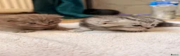 British Shorthair cats for sale: Beautiful British Shorthair Kittens🌸 - Advert 10
