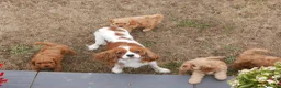 Cavapoo dogs for sale: Quality Health Tested F1 Toy Cavapoo Puppies - Advert 13