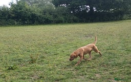 Labrador Retriever dogs for sale: Gorgeous red and golden Labrador puppies  - Image 13