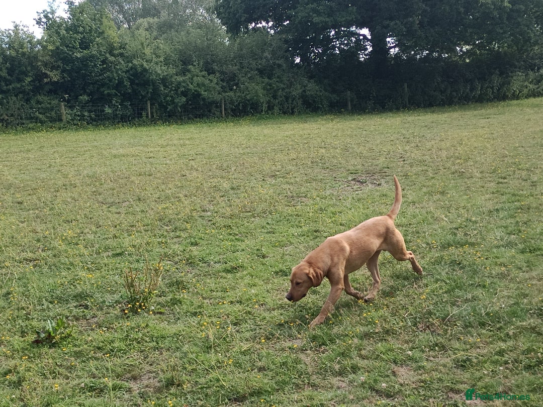 Labrador Retriever dogs for sale: Gorgeous red and golden Labrador puppies  - Image 13