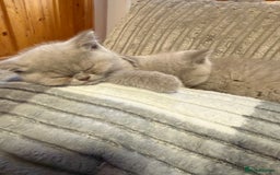 British Shorthair cats for sale: Lilac British shorthairs champion lines  - Image 6