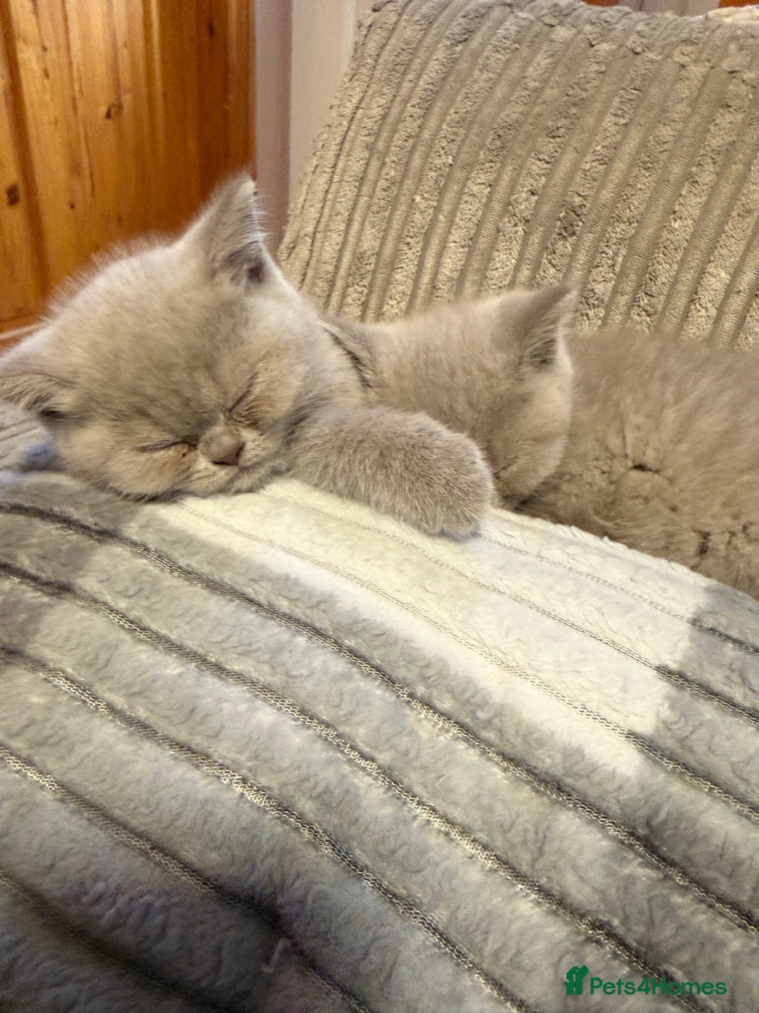 British Shorthair cats for sale: Lilac British shorthairs champion lines  - Image 6