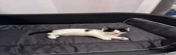 Mixed Breed cats for sale:  Adorable Kittens Looking for Their Forever Homes - Advert 13