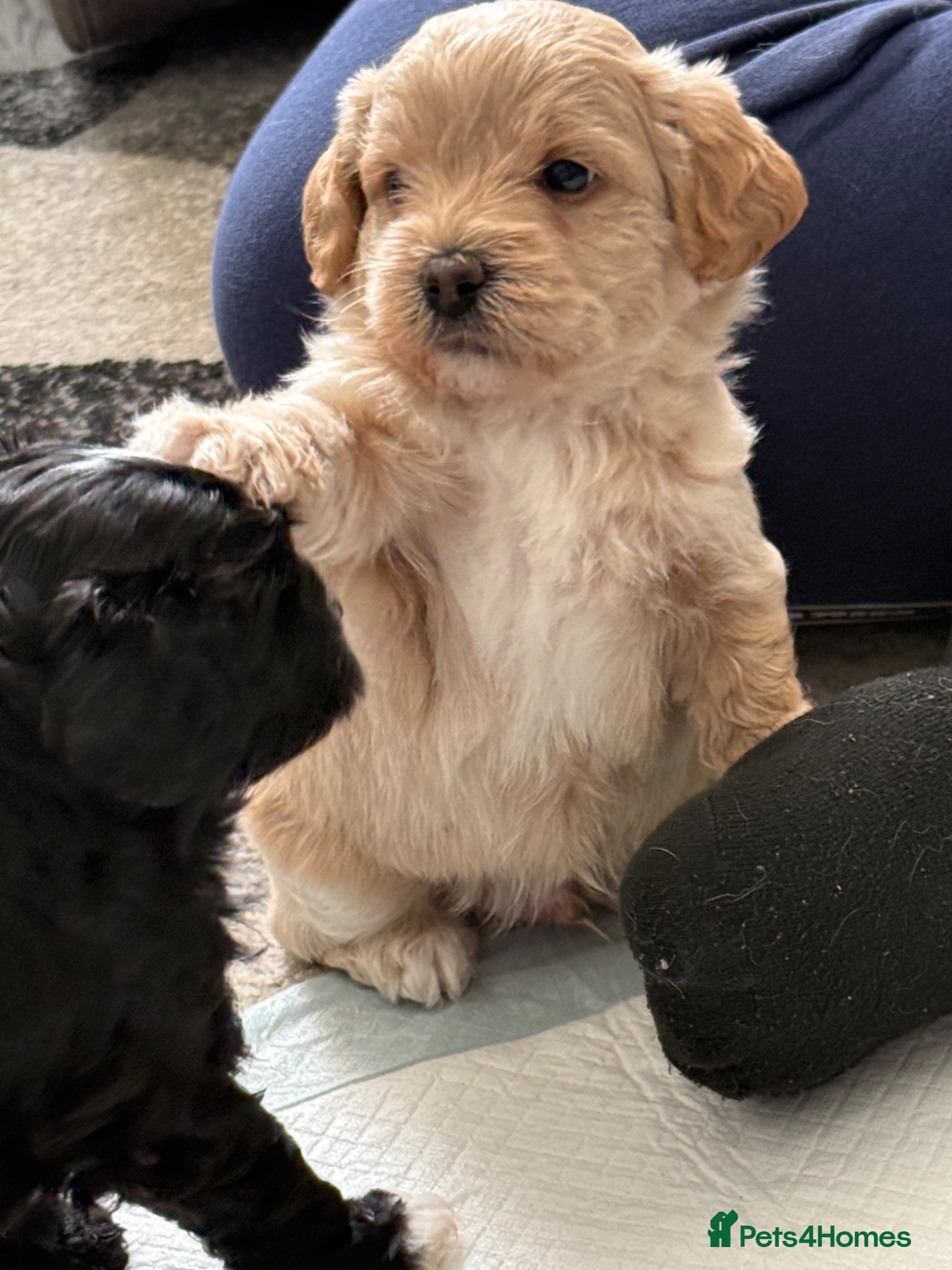 Maltipoo dogs Outstanding Maltipoo puppies - Advert 2