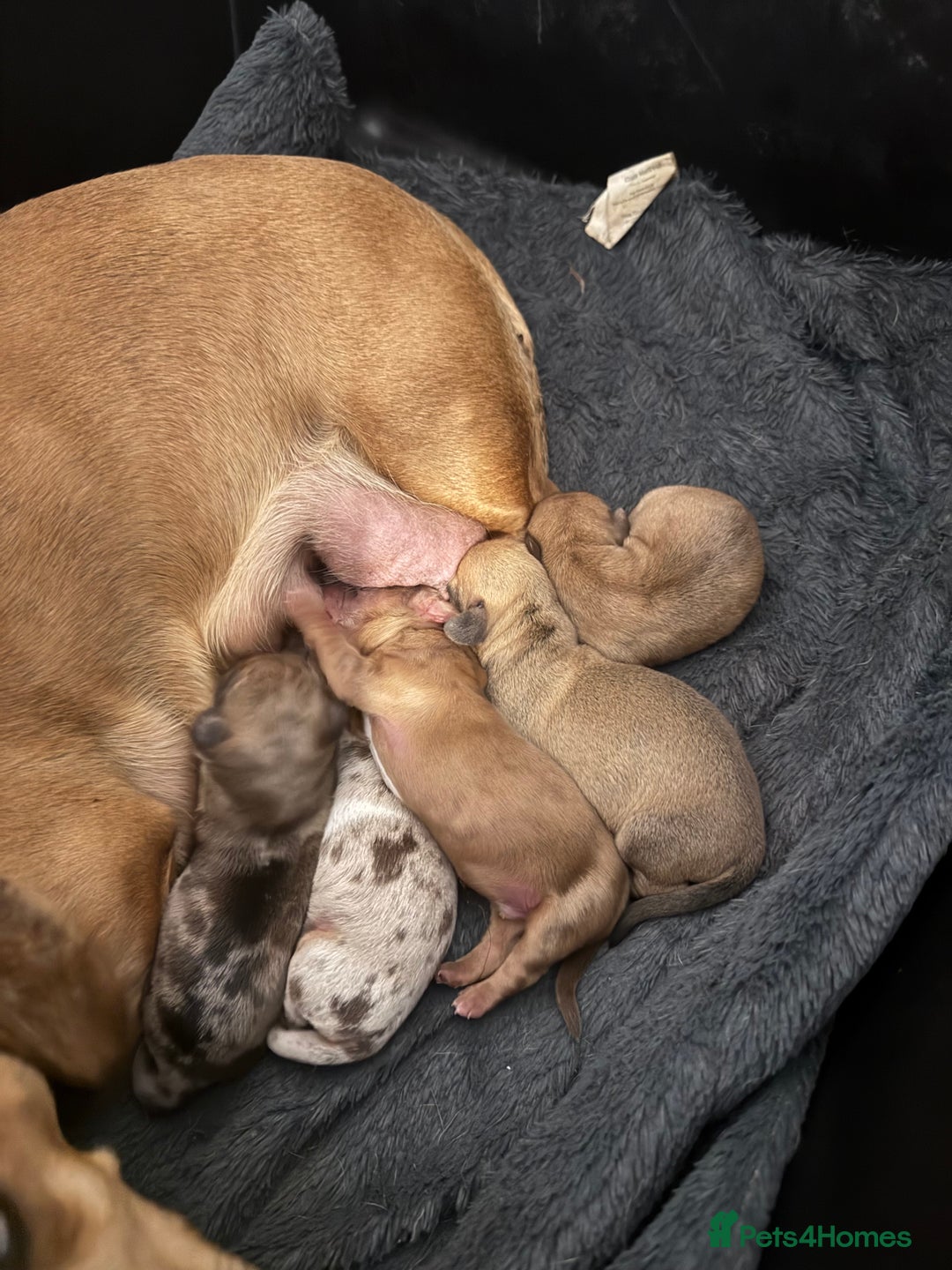 Dachshund dogs for sale: Daschund puppies for sale  - Advert 4