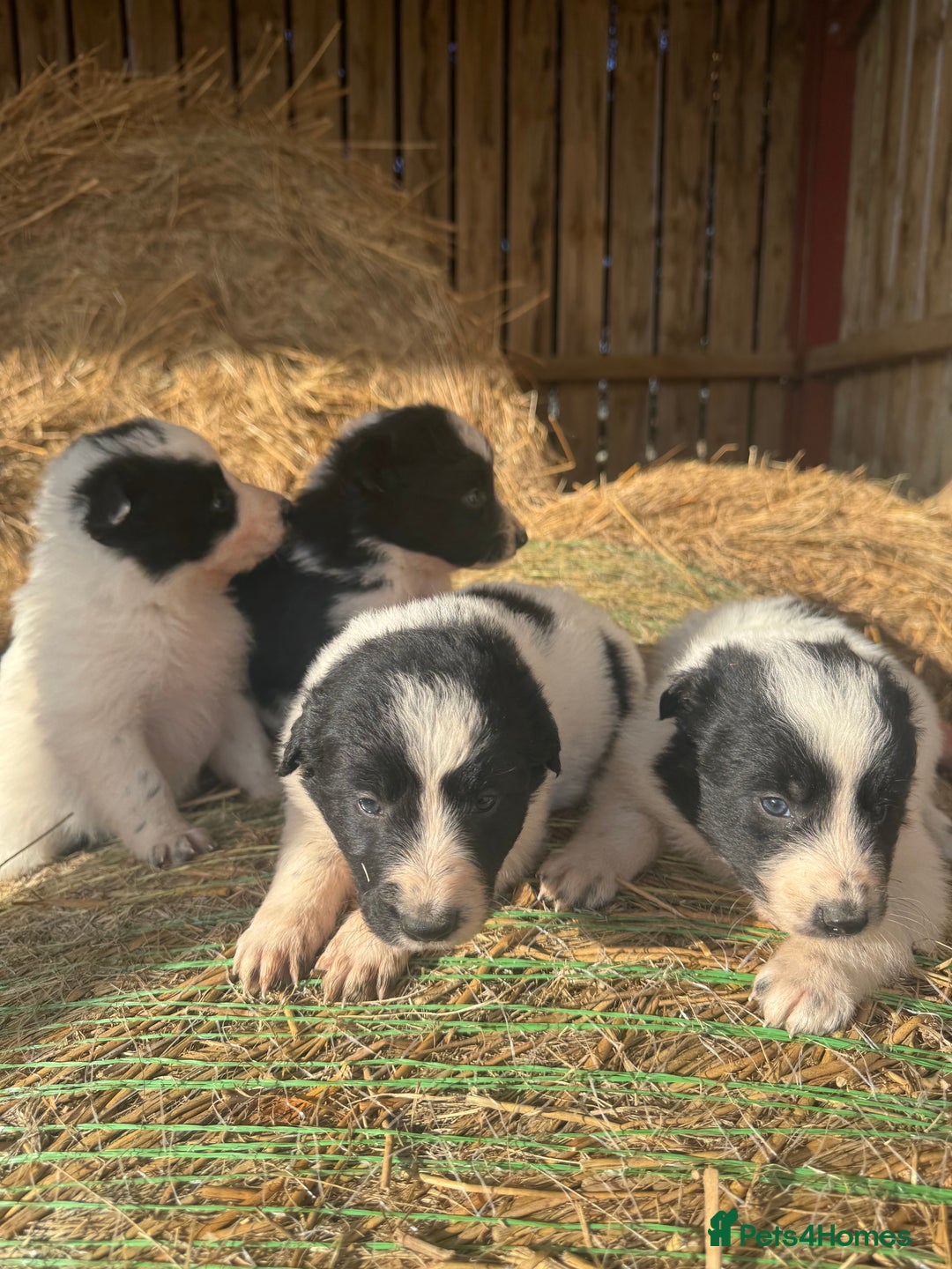 Border Collie dogs for sale: Very cute Border Collie Pups From Working Dogs - Advert 22