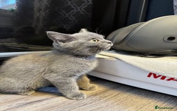 British Shorthair cats for sale: BSH kitten classic & chinchilla bloodline - Image 34
