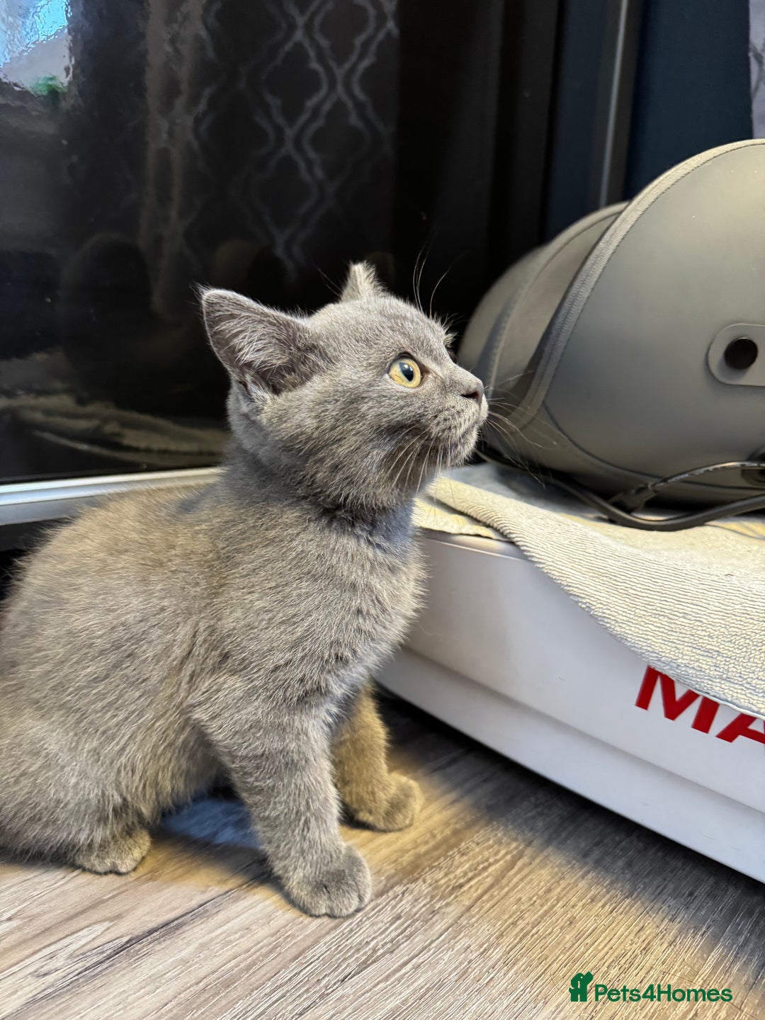 British Shorthair cats for sale: BSH kitten classic & chinchilla bloodline - Image 34