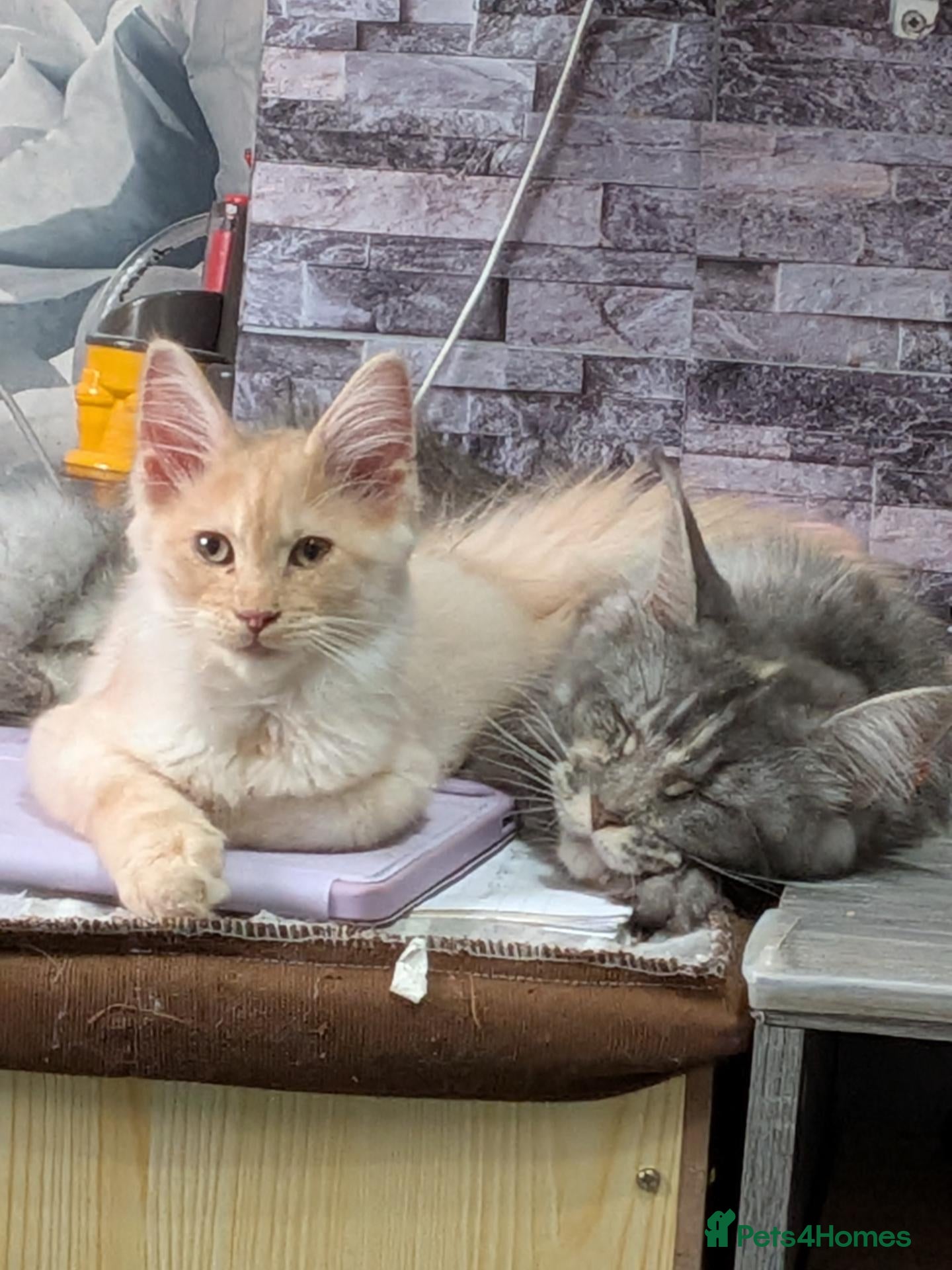 Ragcoon cats REDUCED!!!! Bouncing beauties ready to go  - Advert 2