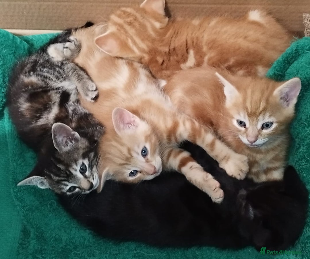 Mixed Breed cats for sale: Amazing, beautiful kittens 3 boys, 2 girls - Image 33