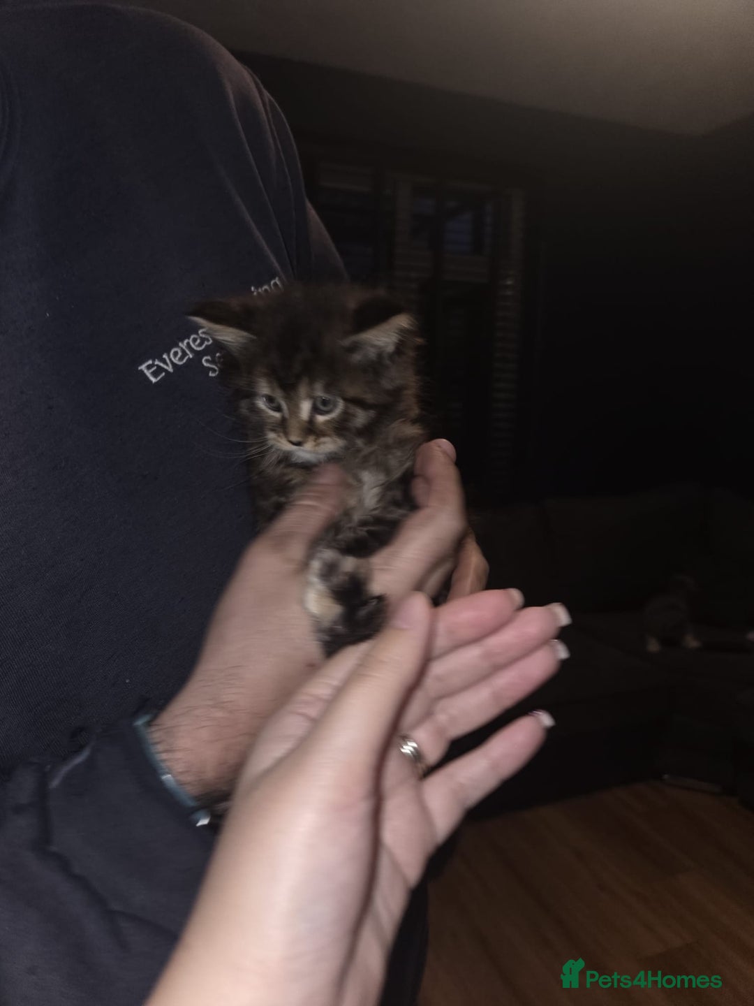 Maine Coon cats for sale: Russian /xxl maine coon - Advert 5