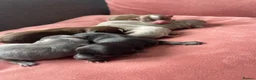 Chihuahua dogs for sale: Chihuahua puppies  - Advert 8
