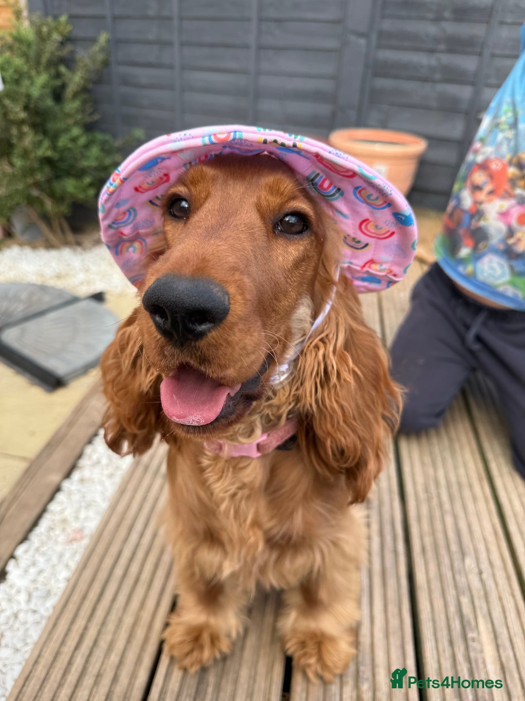 Cocker Spaniel dogs for sale: Looking for a new home  - Advert 5