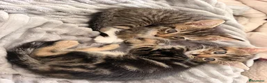Egyptian Mau 3