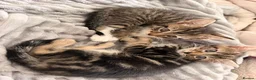 Egyptian Mau cats for sale: 1 Beautiful Male kittens - Advert 3