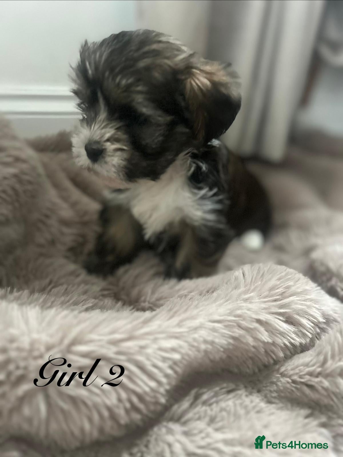 Shorkie dogs 7 adorable shih Tzu X Yorkshire terrier puppies  - Advert 2