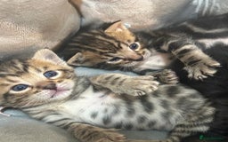 Bombay cats for sale: beautiful kittens for sale  - Image 1