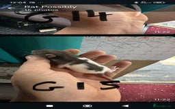 Rat rodents for sale: 4 gorgeous rats for adoption  - Advert 21