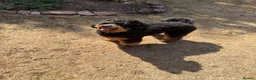 Miniature Poodle dogs for stud: Poodle stud available  in Plymouth - Advert 10