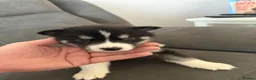 Siberian Husky dogs for sale: Siberian husky puppies - Advert 27