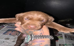 Labrador Retriever dogs for sale: Beautiful kc working type chocolate lab pups  - Image 6