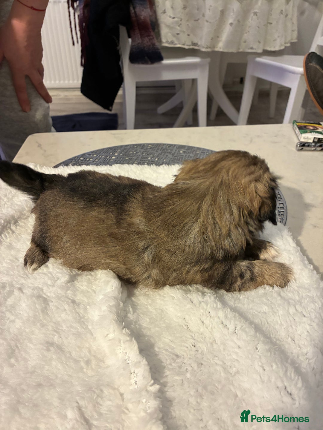 Pekingese dogs for sale: Pekingese puppies - Advert 13