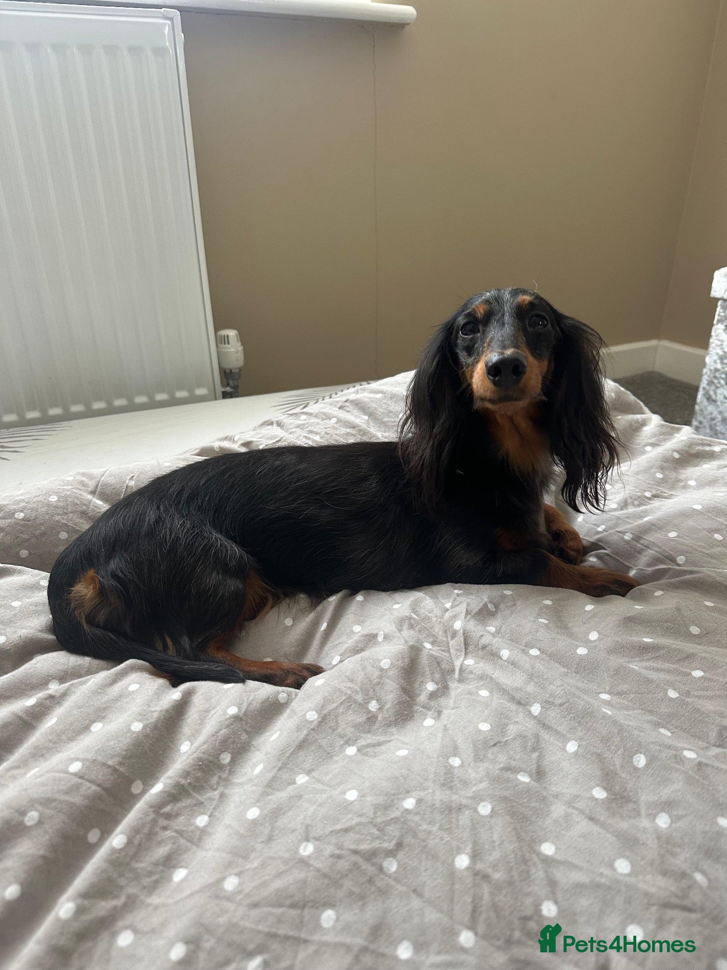 Miniature Dachshund dogs Long Haired Miniature Dachshund puppies,  - Advert 1