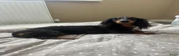Miniature Dachshund dogs for sale: Long Haired Miniature Dachshund puppies,  - Advert 5