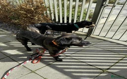Mixed Breed dogs for adoption: 🐾 Meet Zoya – A Gentle, Goofy Girl - Image 5