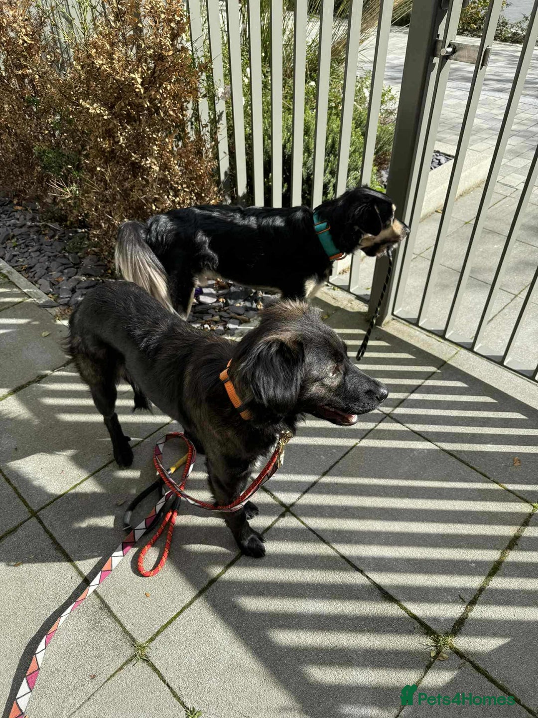 Mixed Breed dogs for adoption: 🐾 Meet Zoya – A Gentle, Goofy Girl - Image 5